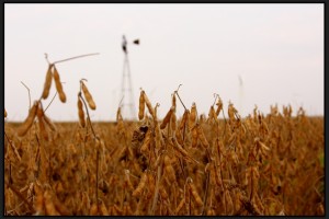 Soybeans Ready for Harvest